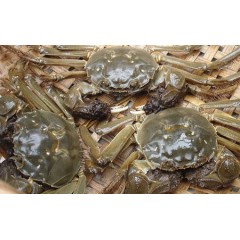 北京闪送 只只精选鲜活帝王蟹4-10斤现货 特大皇帝蟹 顺丰包邮